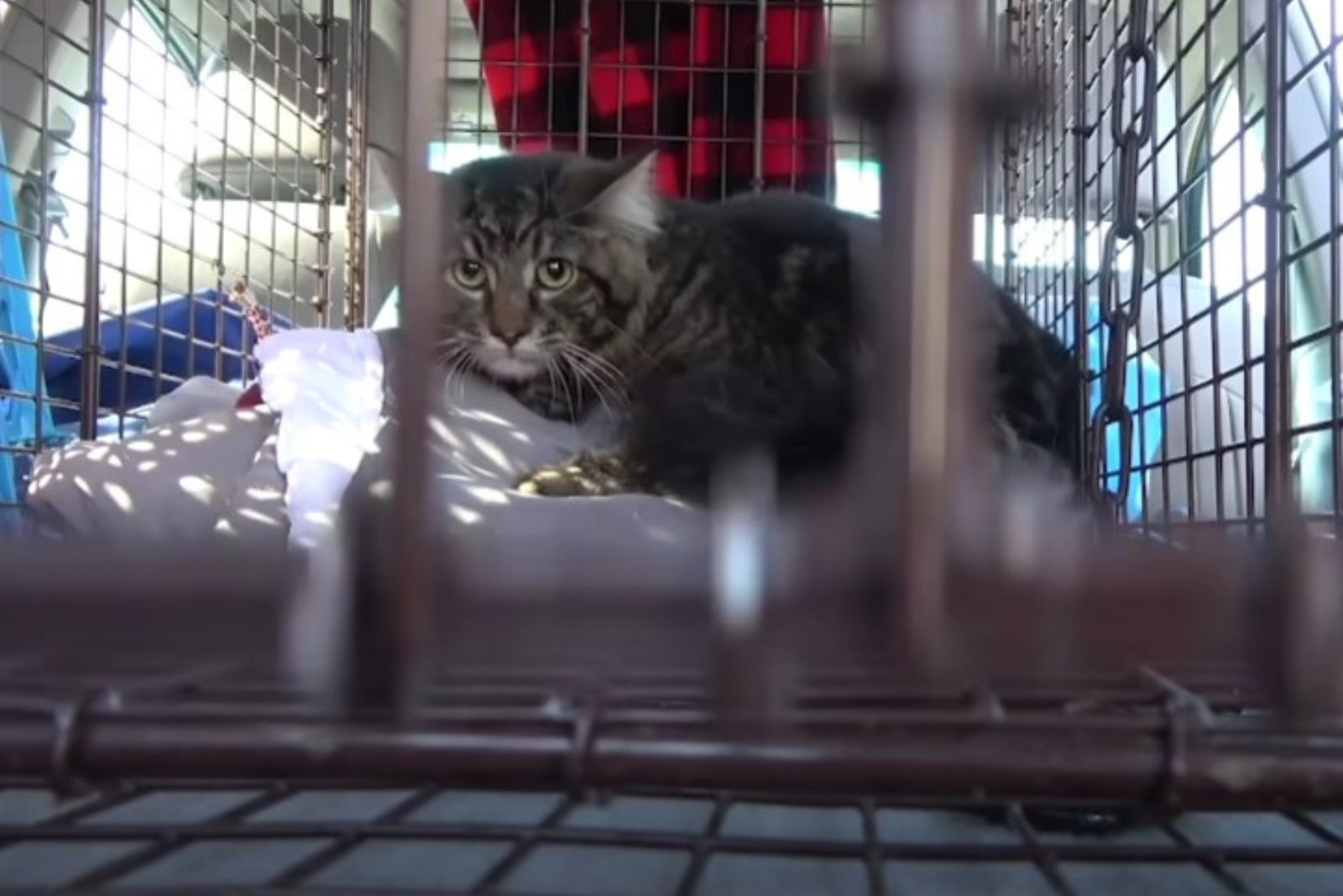 feral cat in a cage