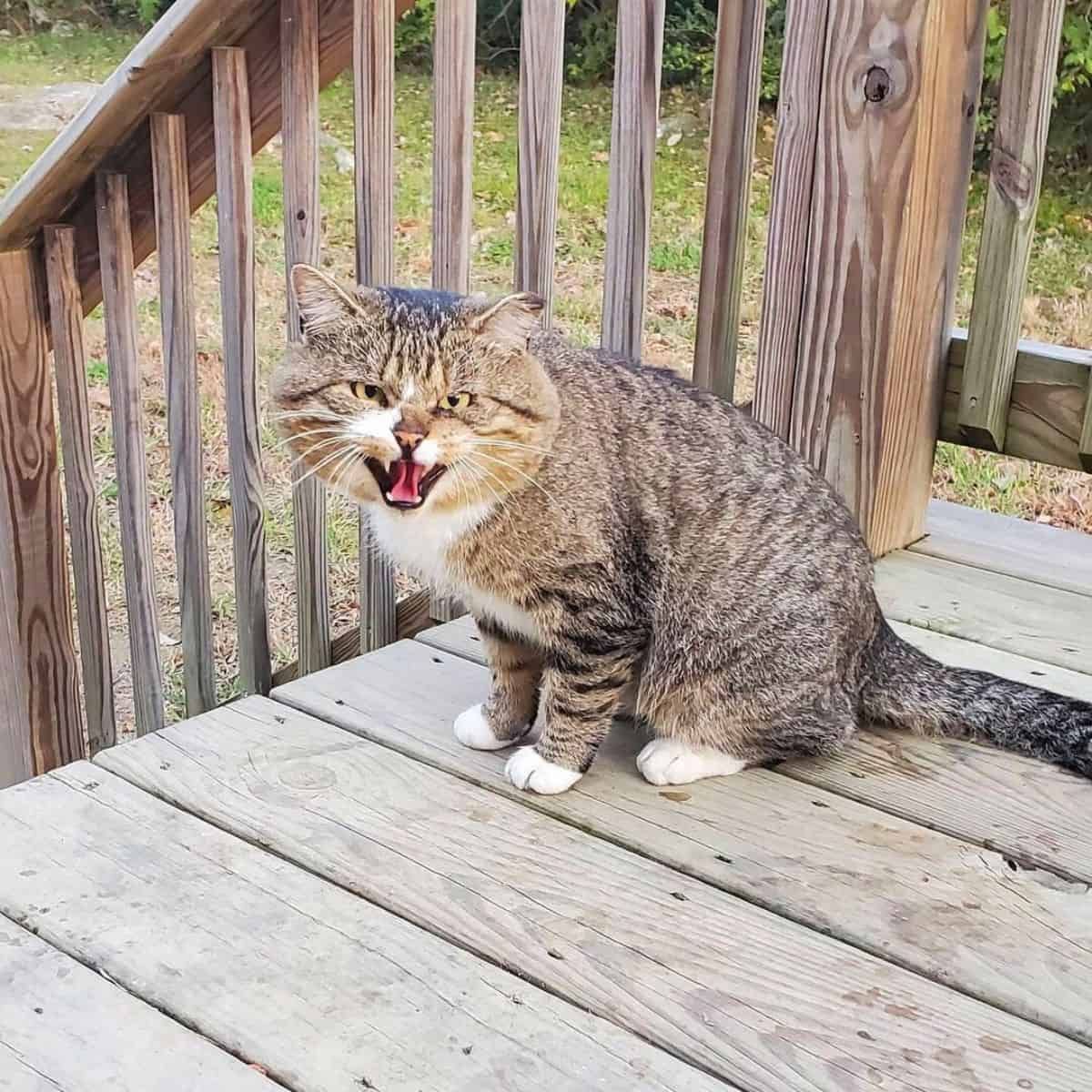 feral cat