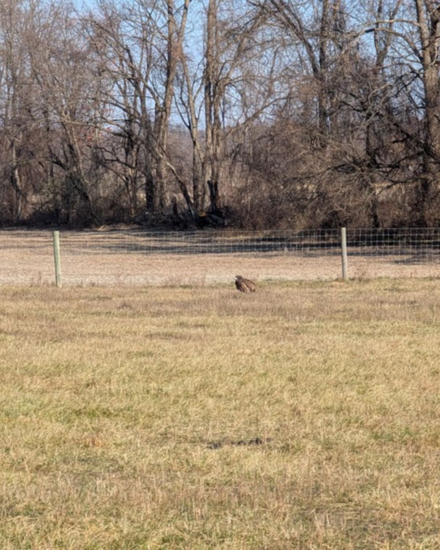 field