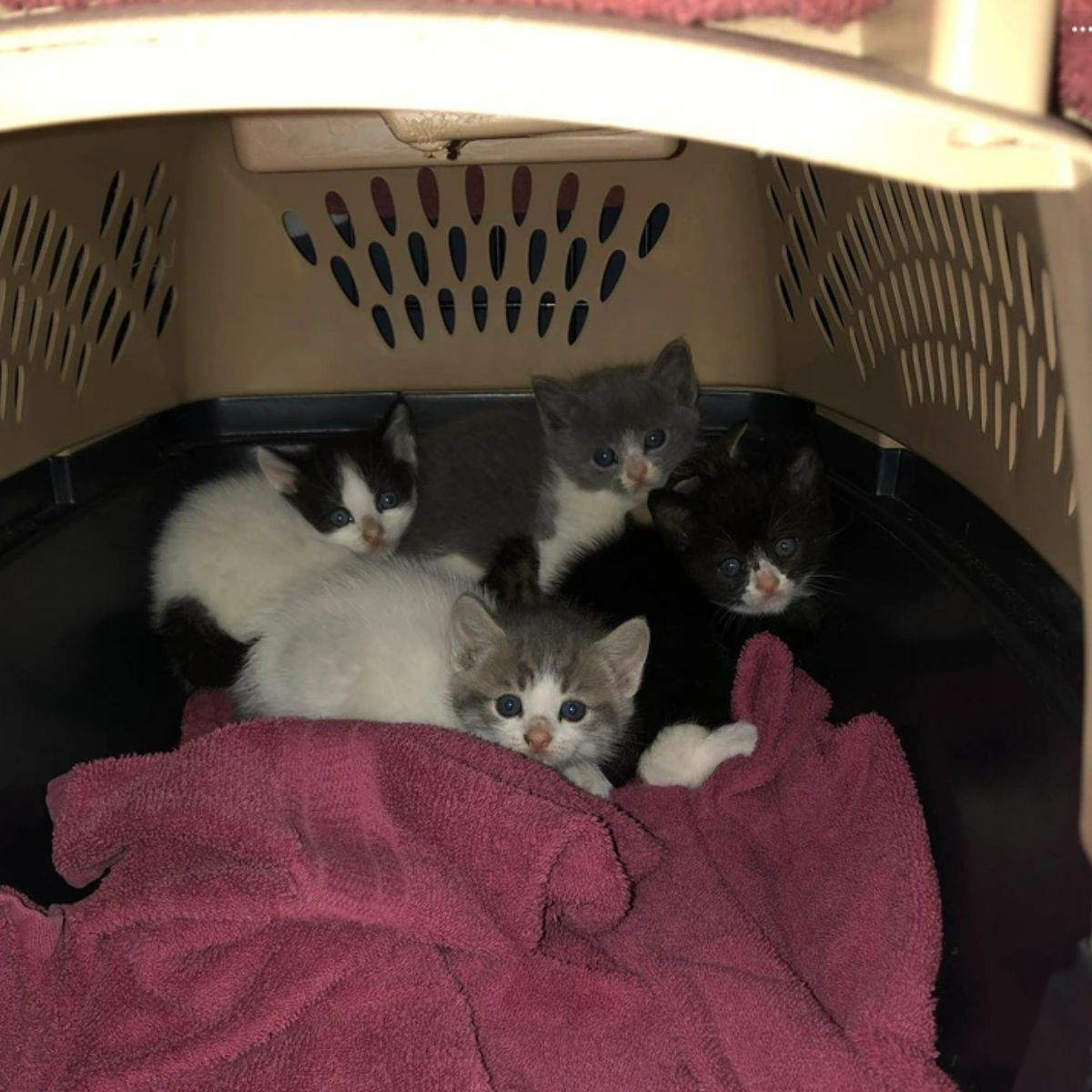 five kittens in cat carrier