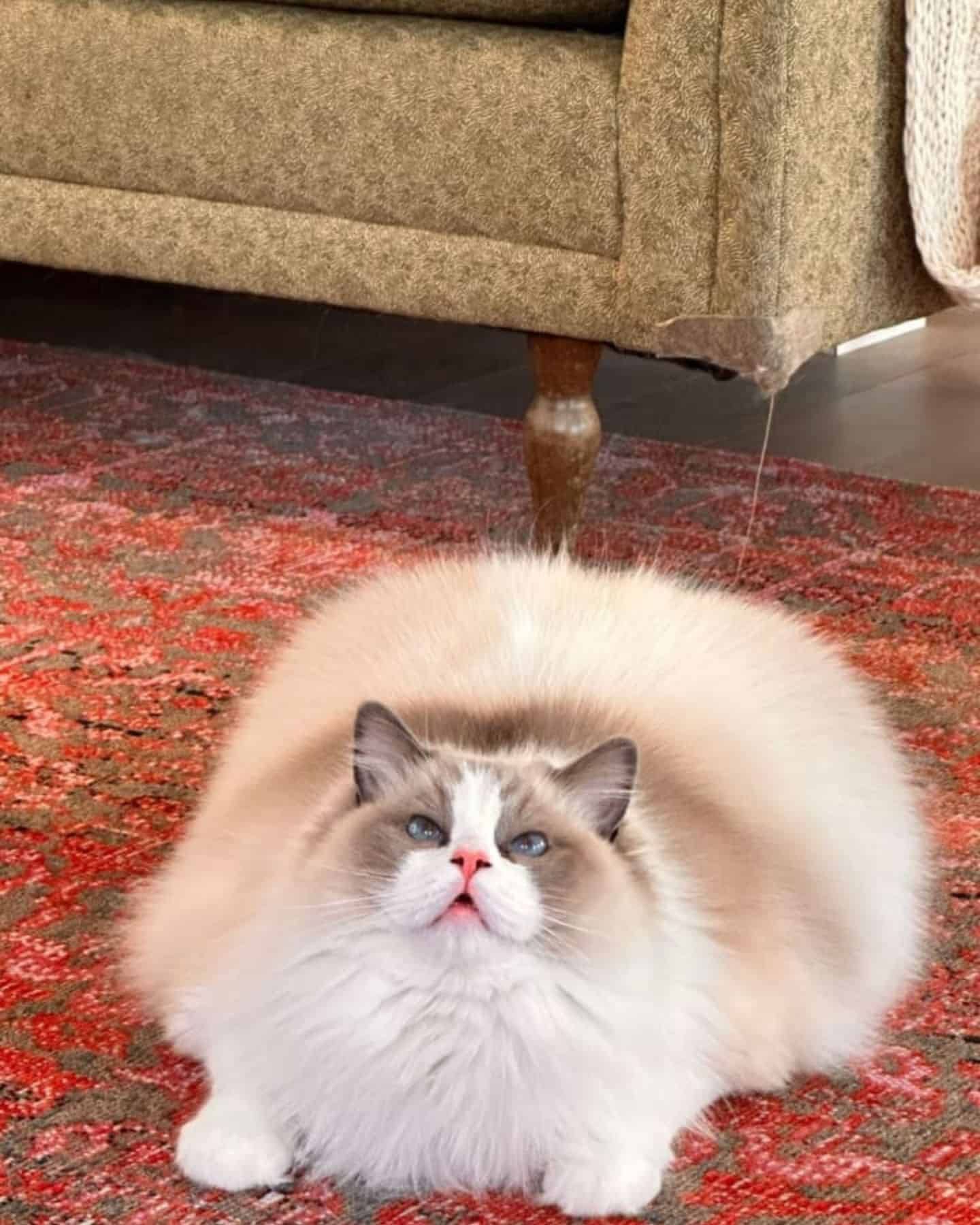 fluffy cat