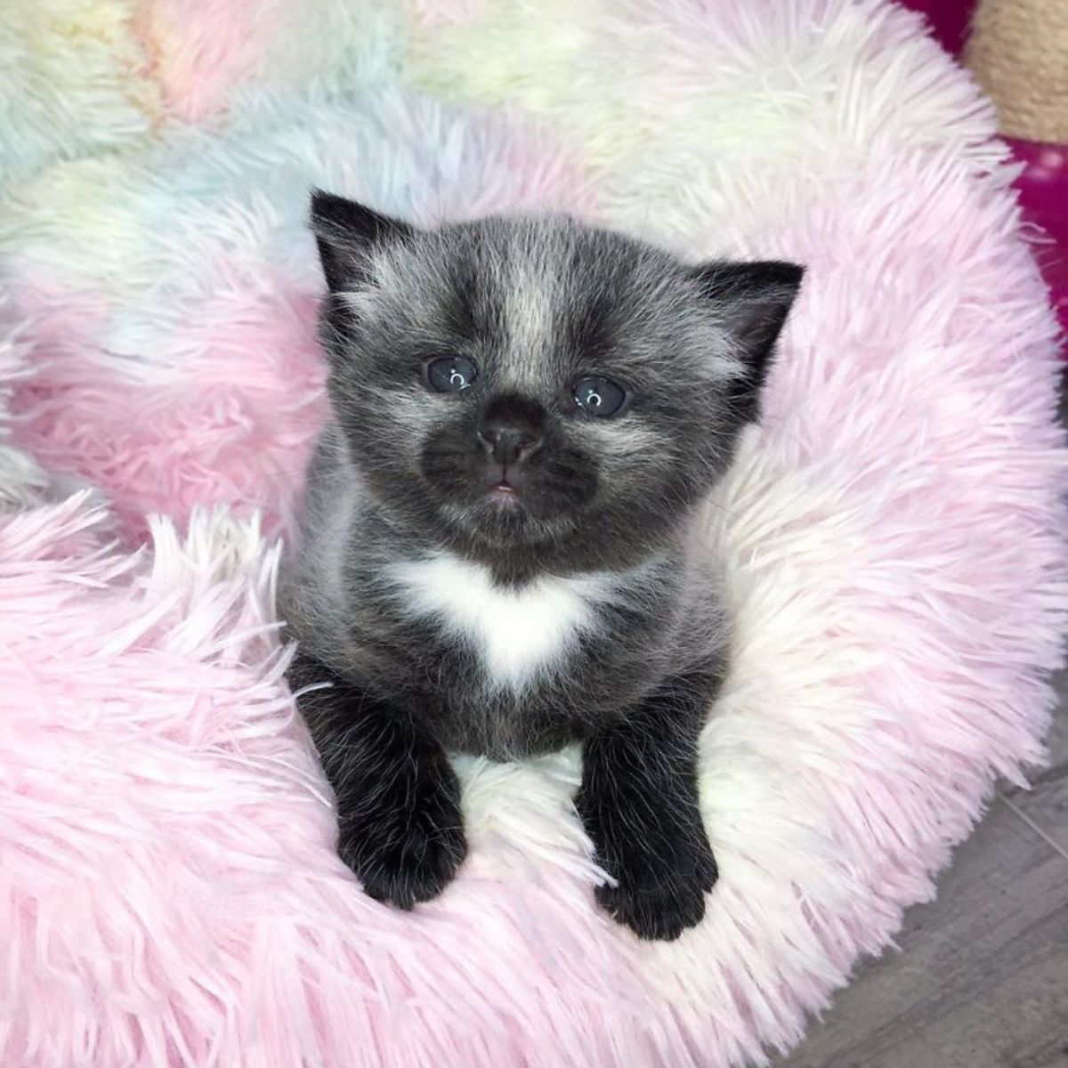 fluffy kitten