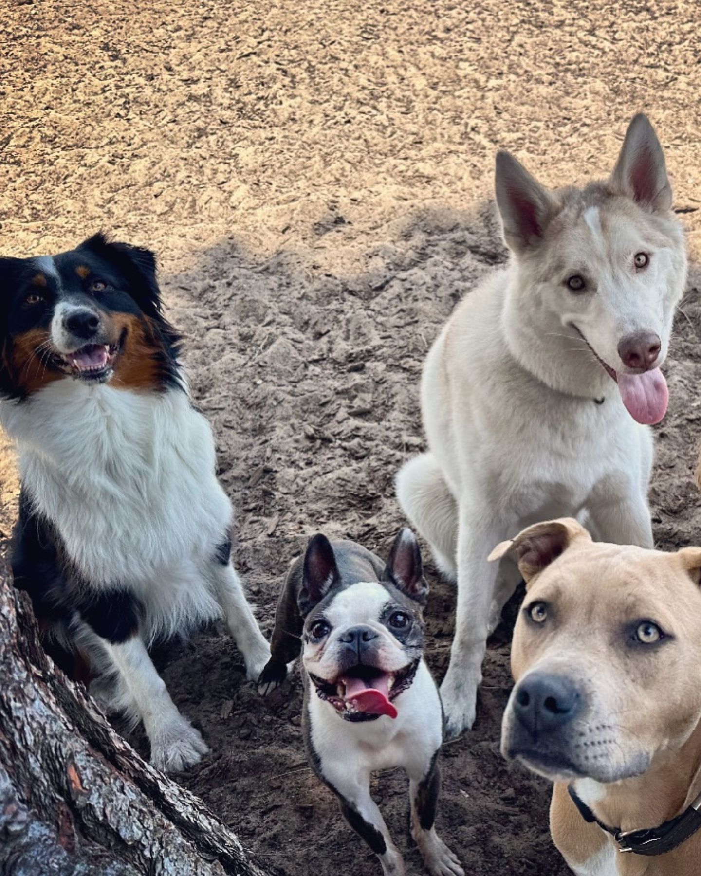 four beatufiul dogs