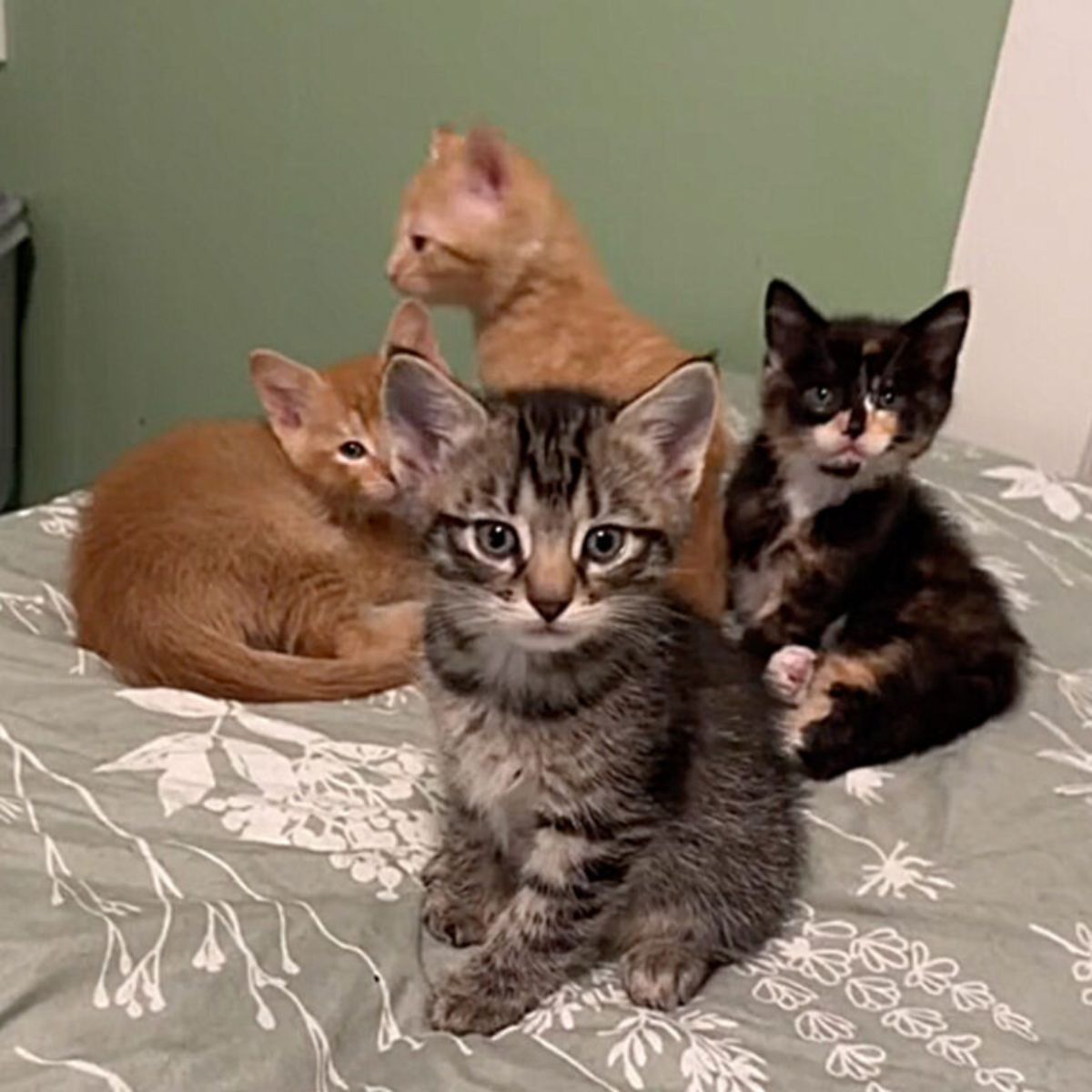 four kittens sitting on bed