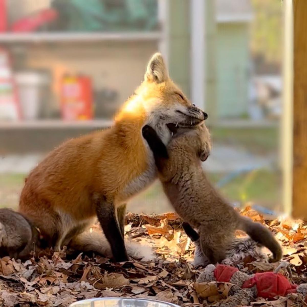 fox cub hugs mom