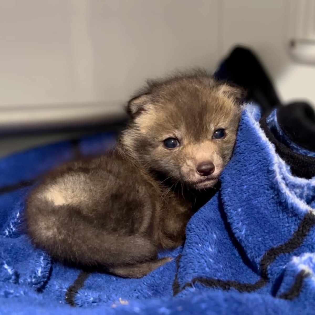 fox cub