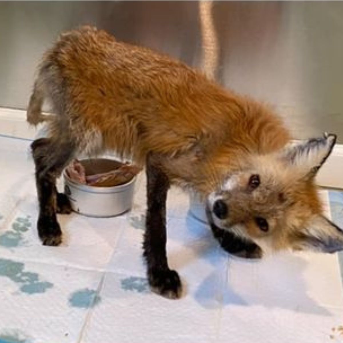 fox in bad shape