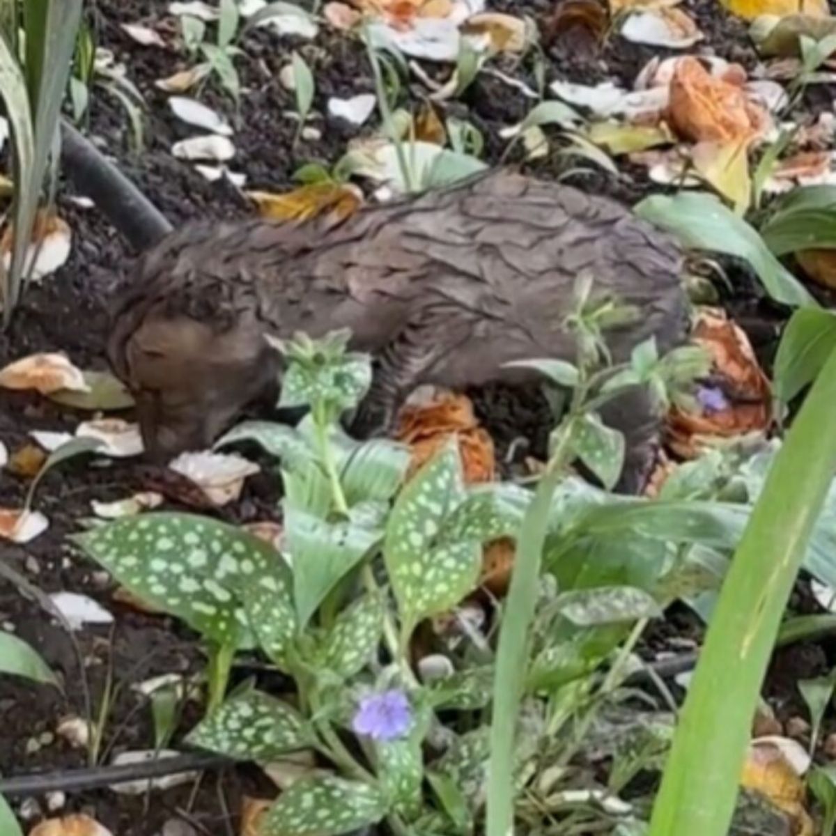 fox in flower bed