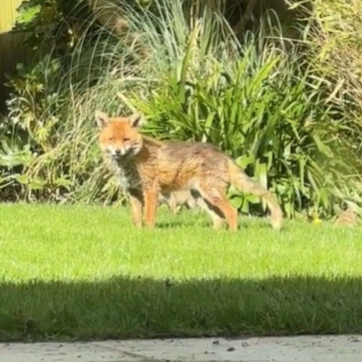 fox in the yard