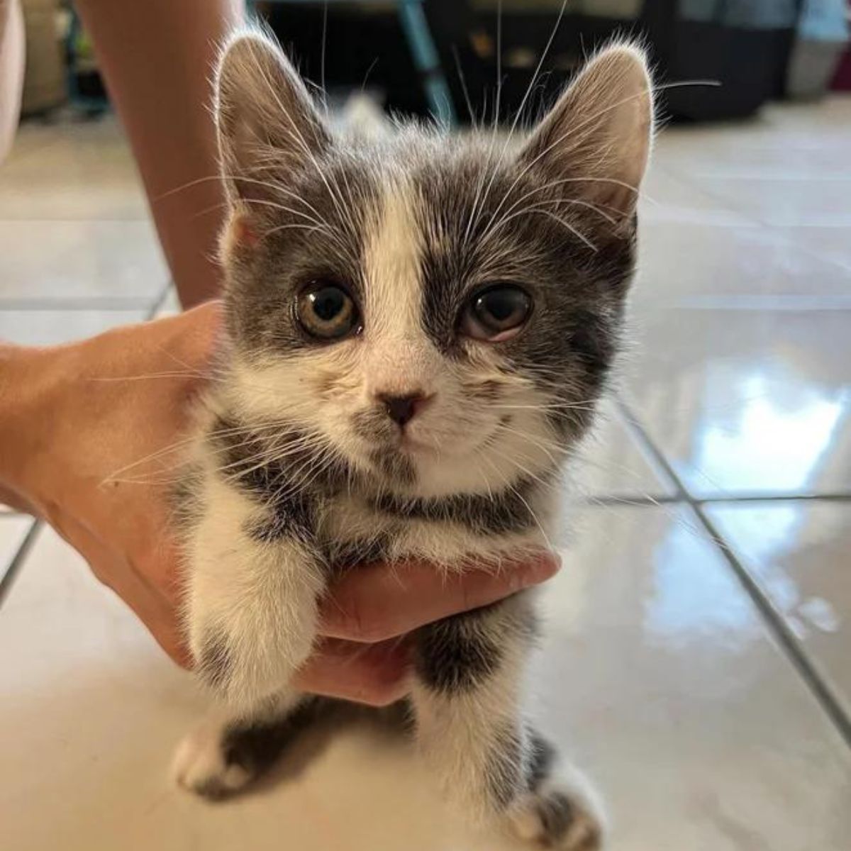 fragile kitten