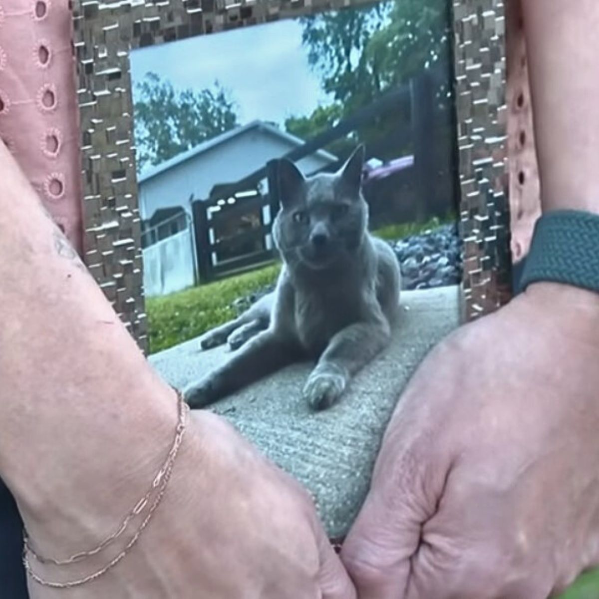 framed photo of a cat