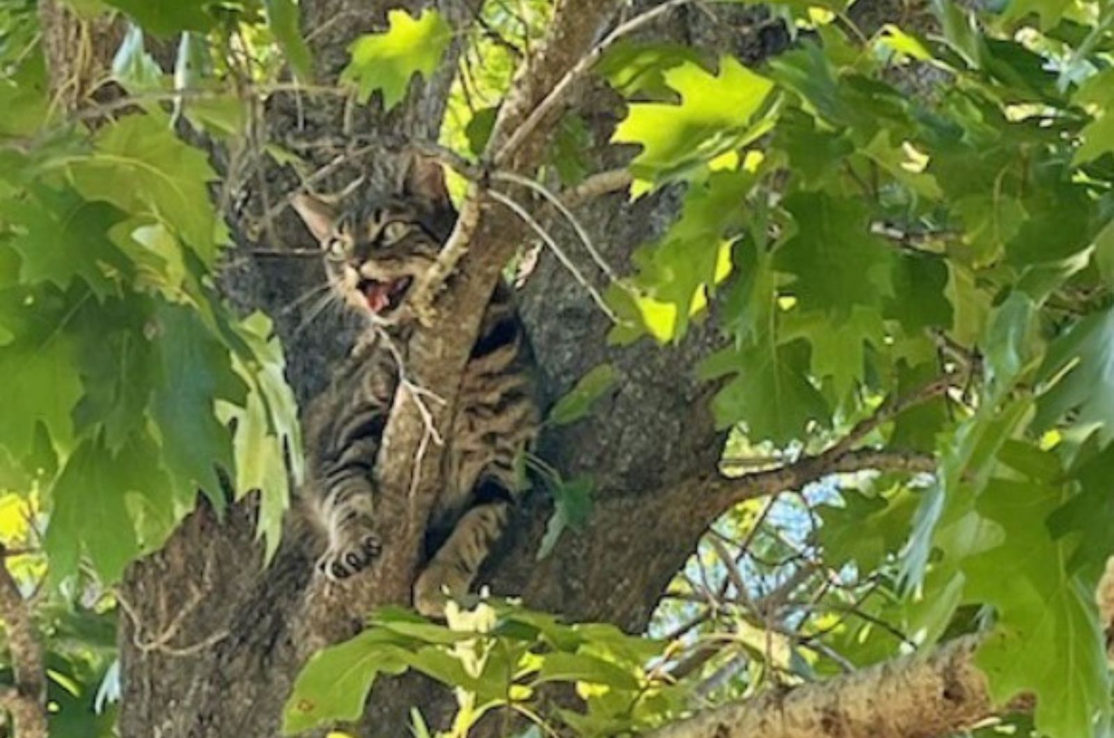 frightened cat in a tree
