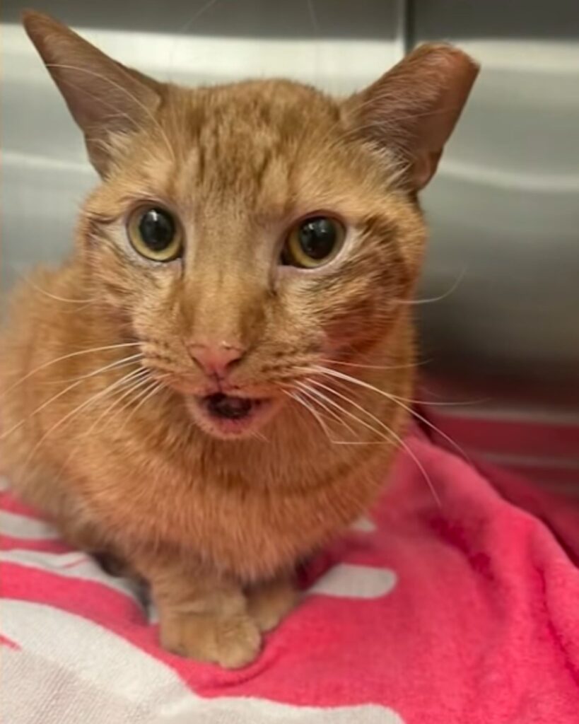 frightened cat was rescued and lies peacefully
