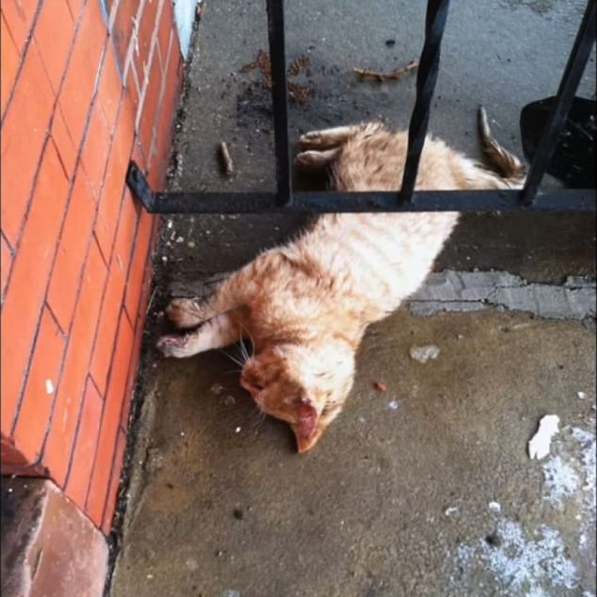 frozen cat stuck between bars