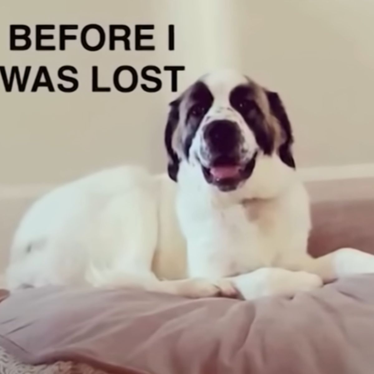 funny cute dog