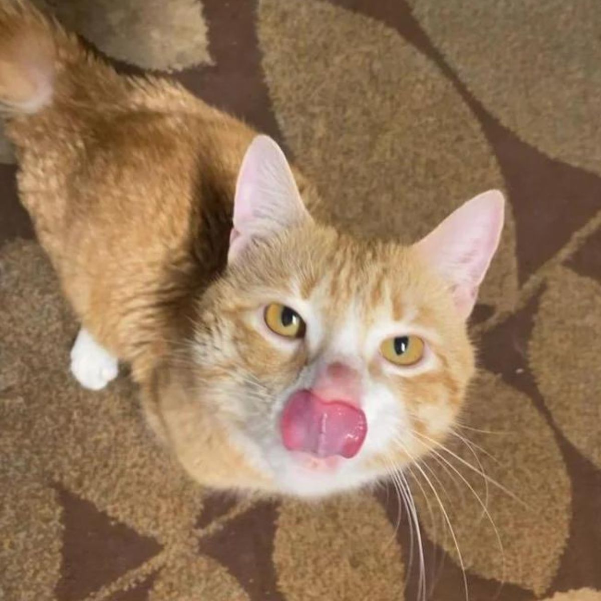 funny photo of a ginger cat