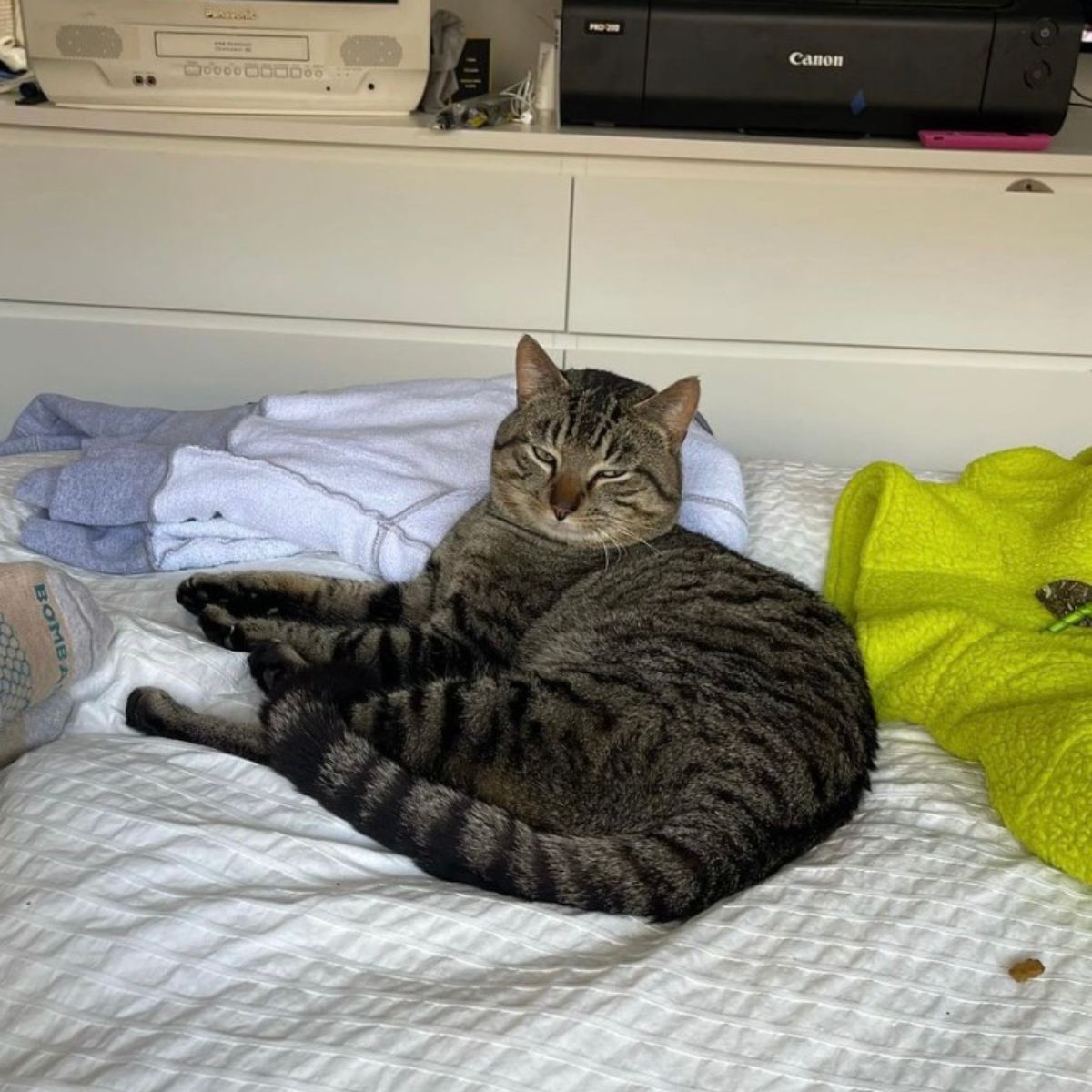 gentle giant cat in bed