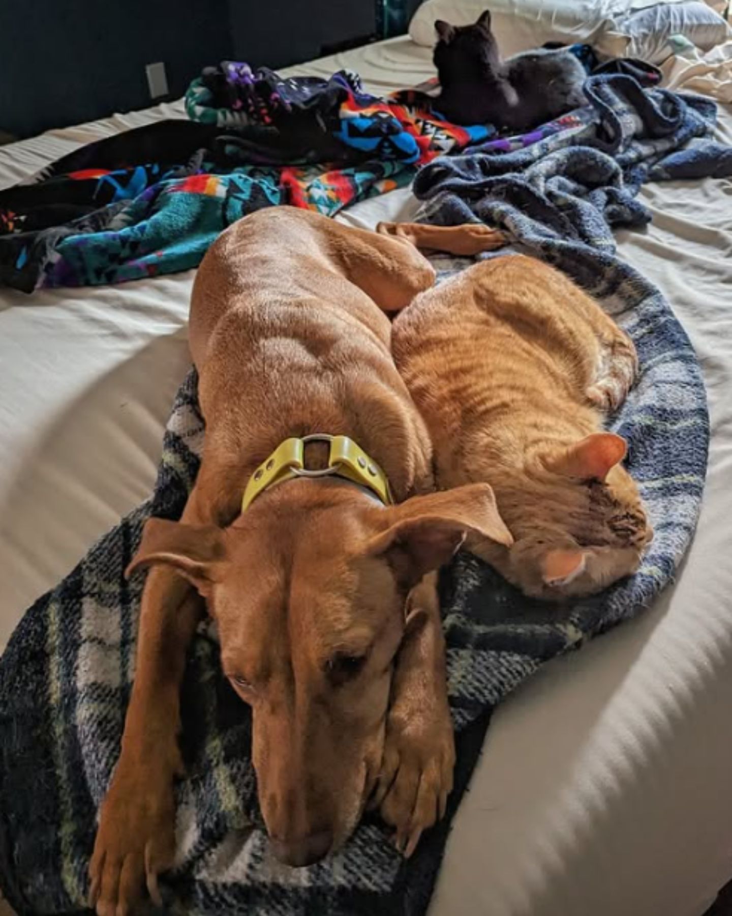 ginger cat and a dog are sleeping next to each other