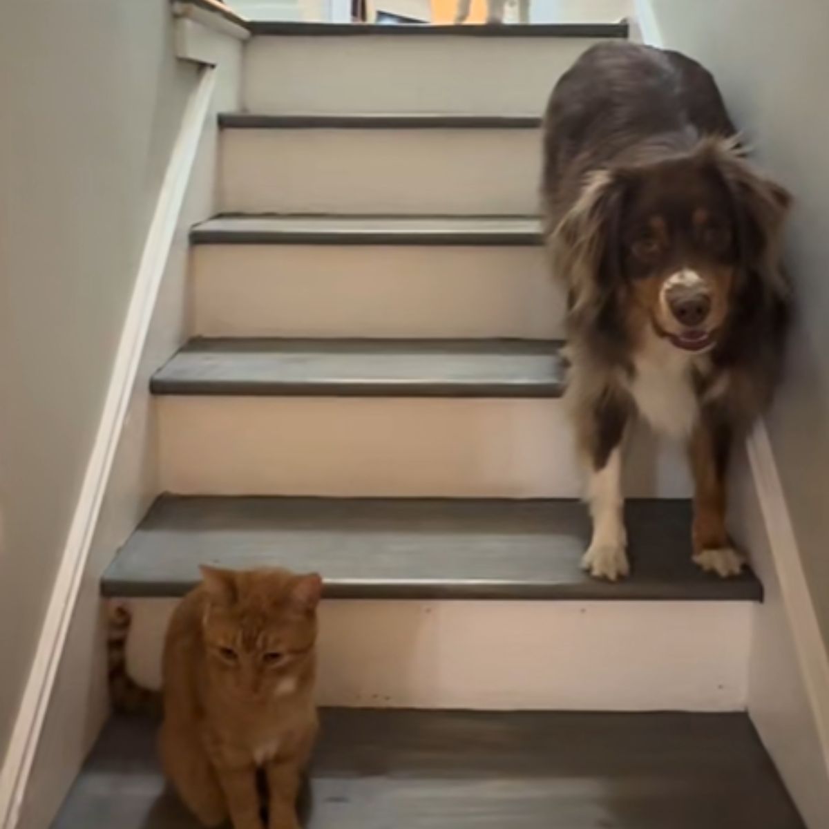 ginger cat and cute pup