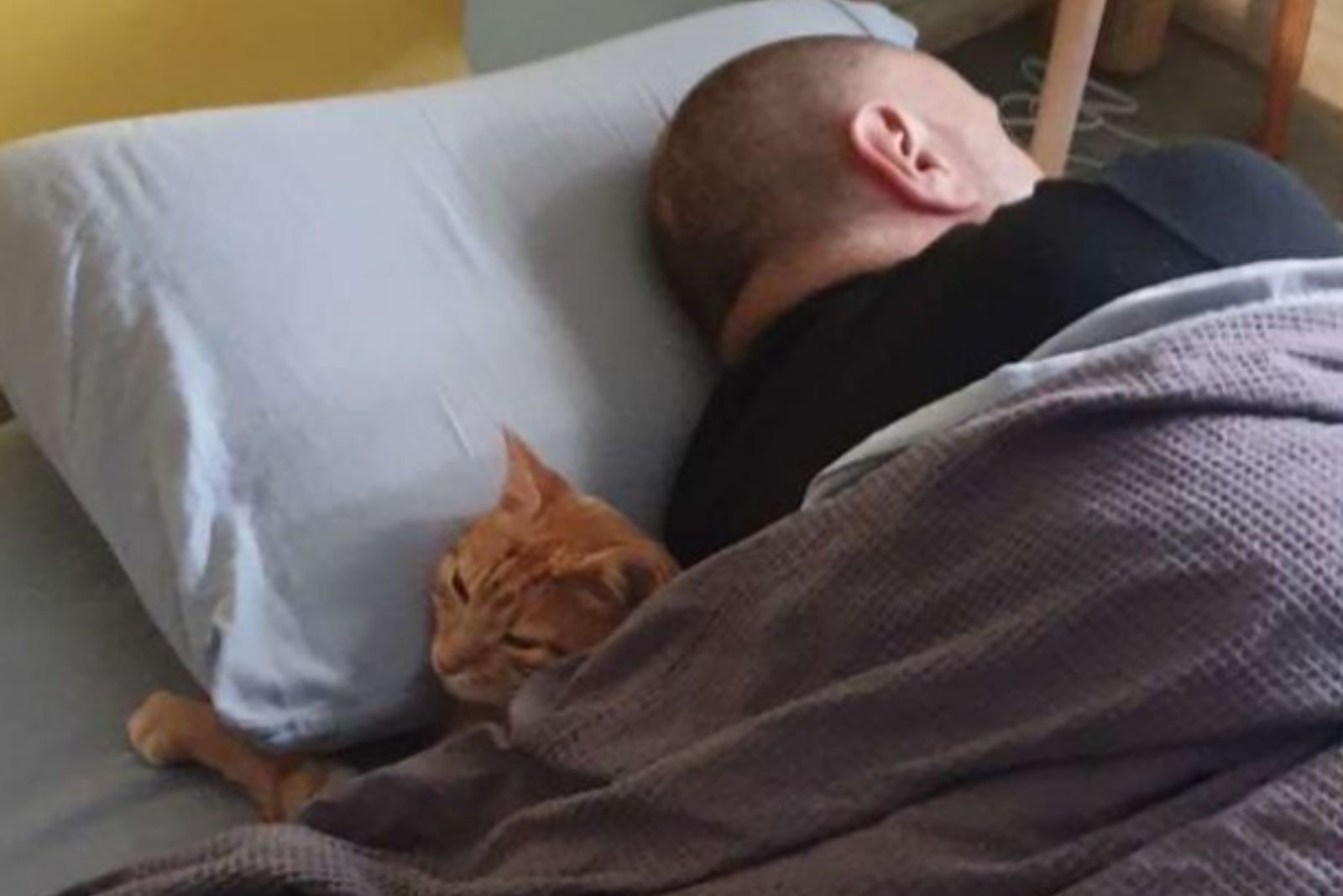ginger cat and owner sleeping together in bed