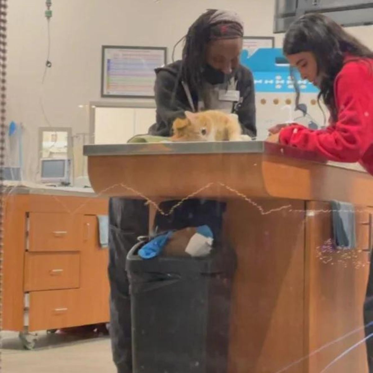 ginger cat at a vet