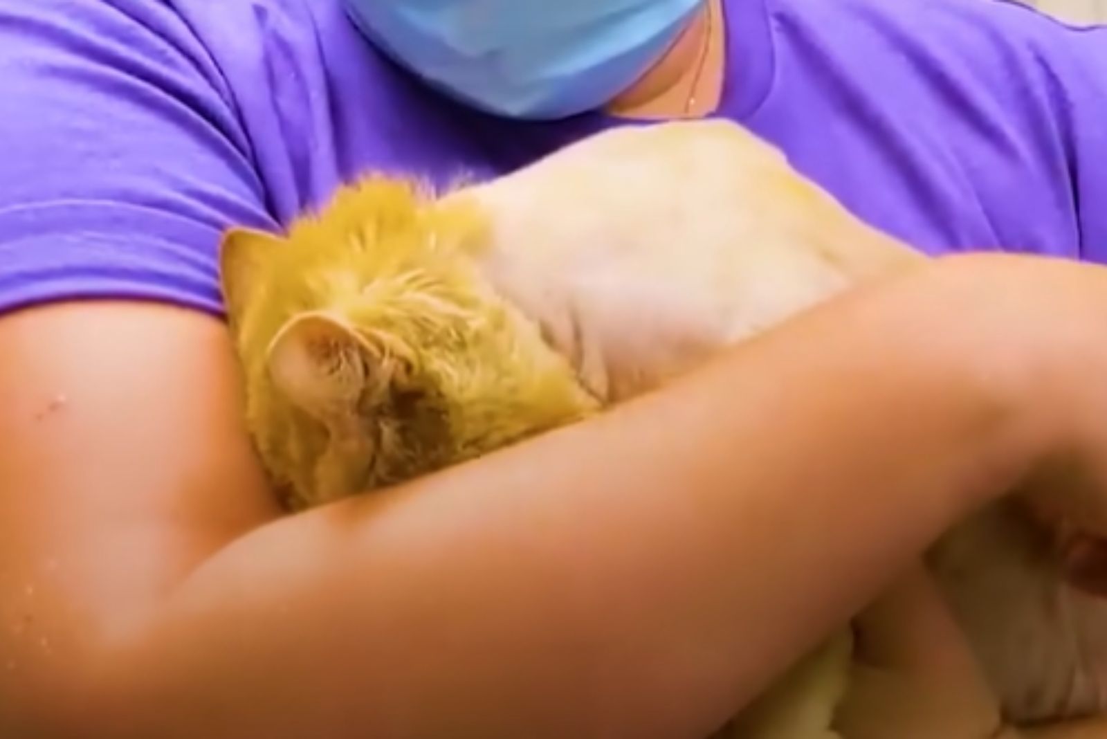 ginger cat being held