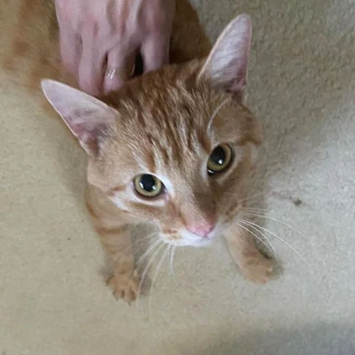 ginger cat captured