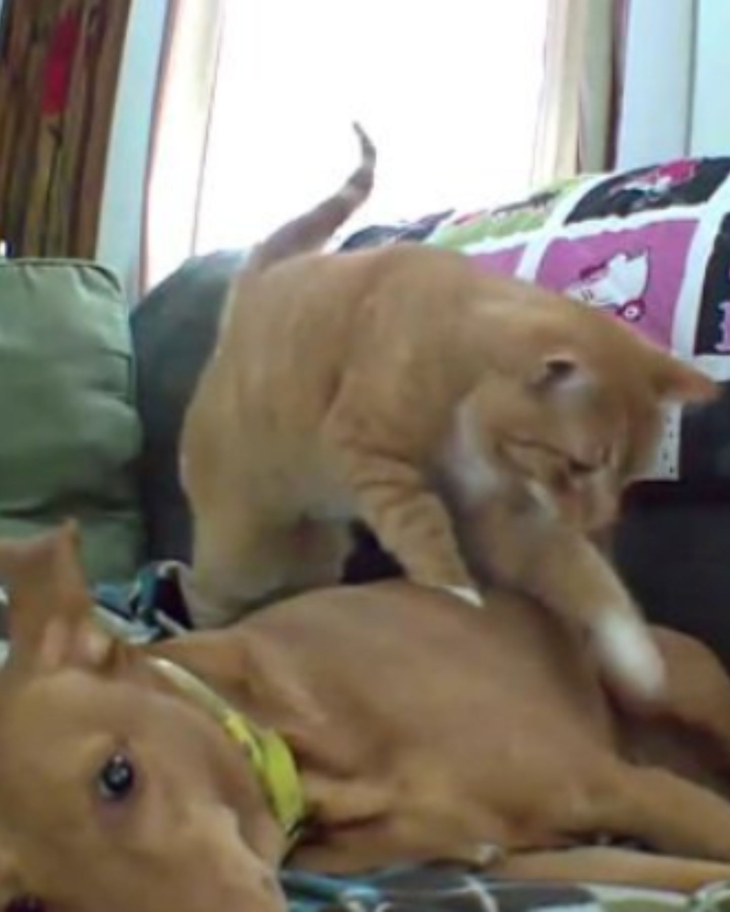 ginger cat crosses the dog