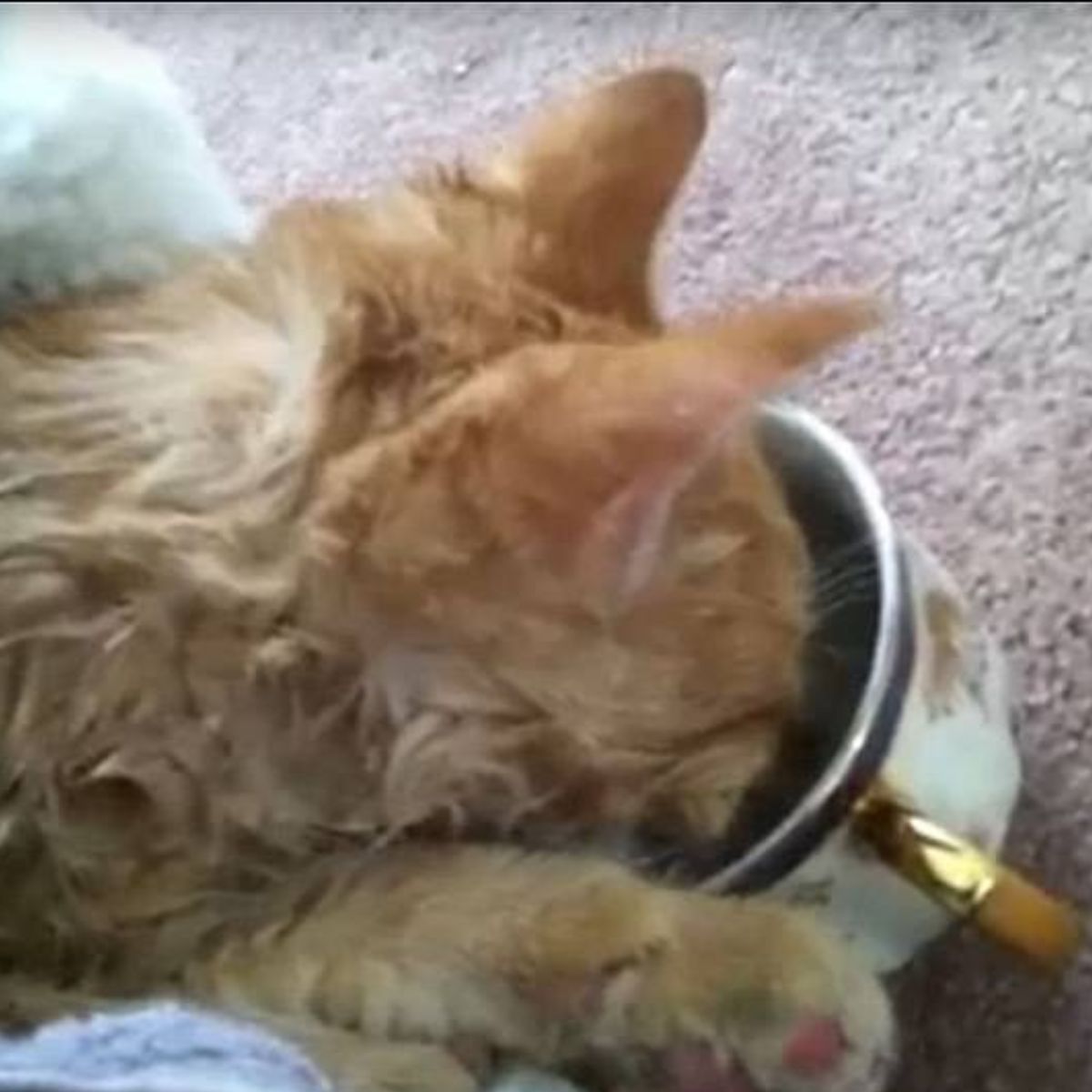 ginger cat eating
