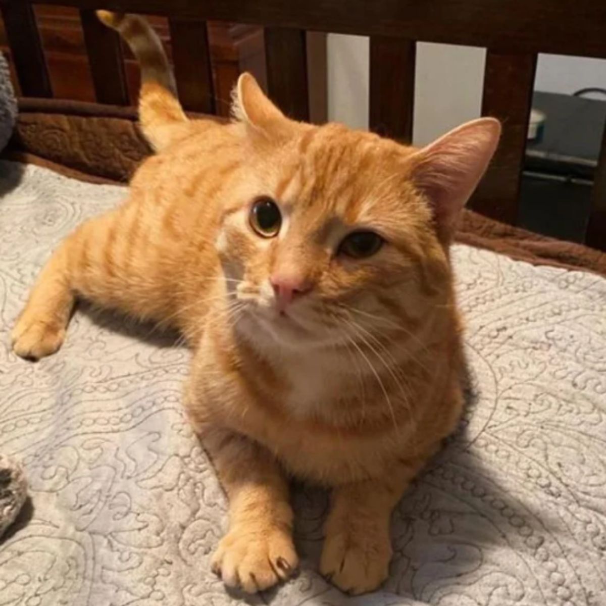 ginger cat enjoying on the bed