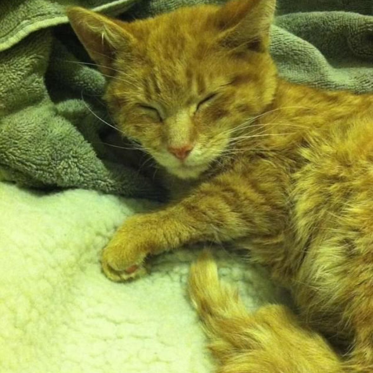 ginger cat feeling better