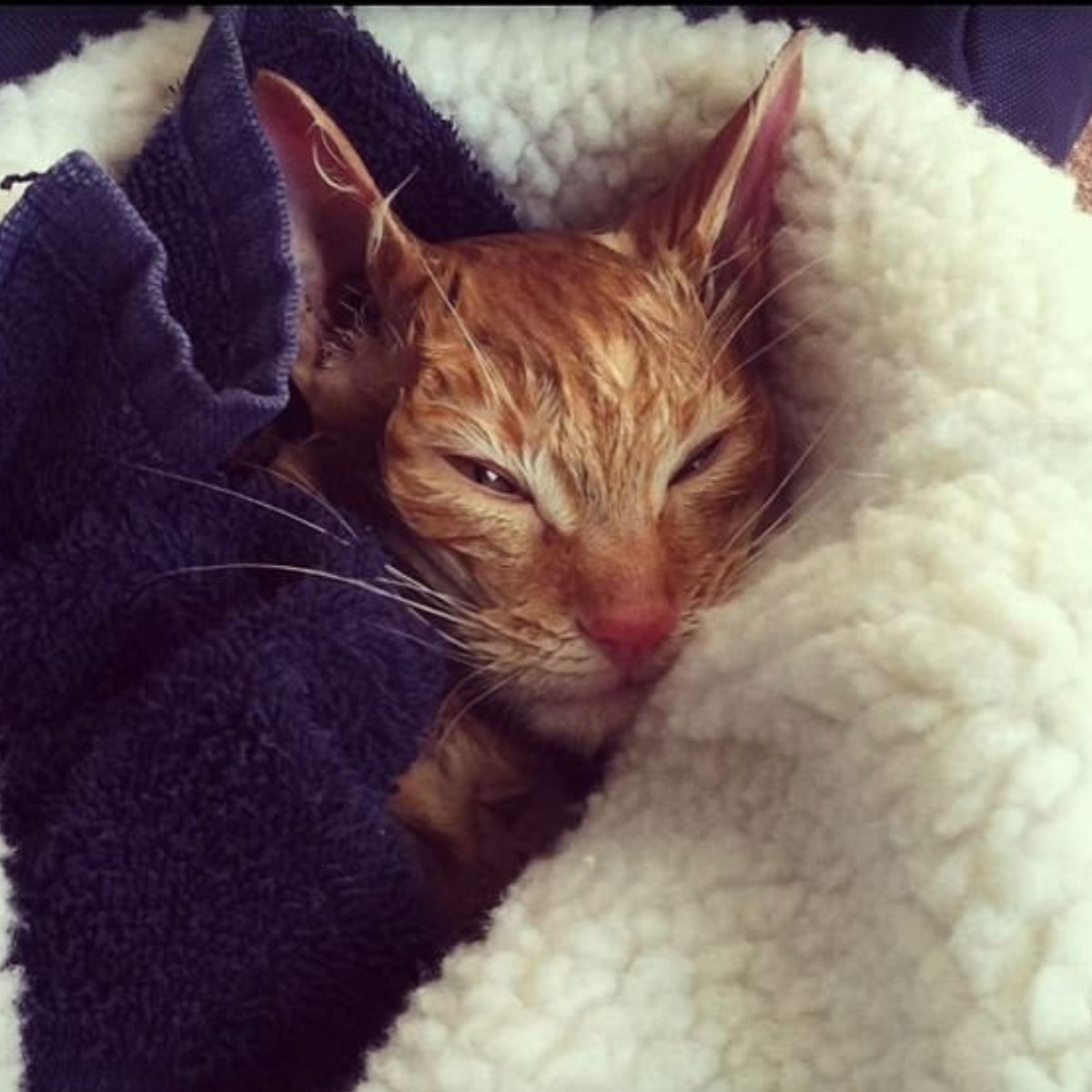ginger cat feeling cold