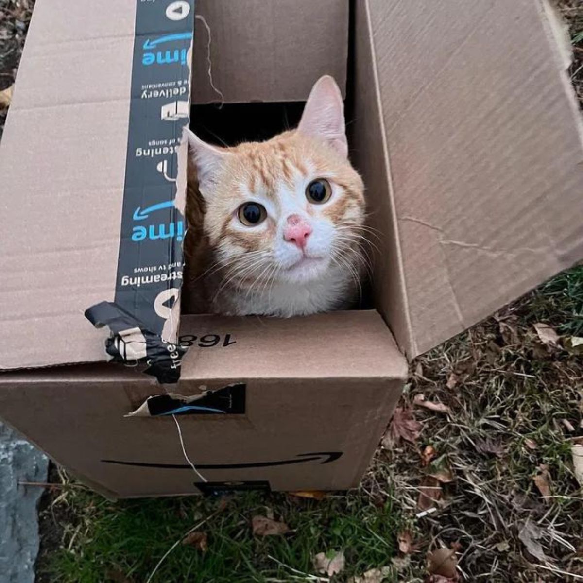 ginger cat in a box