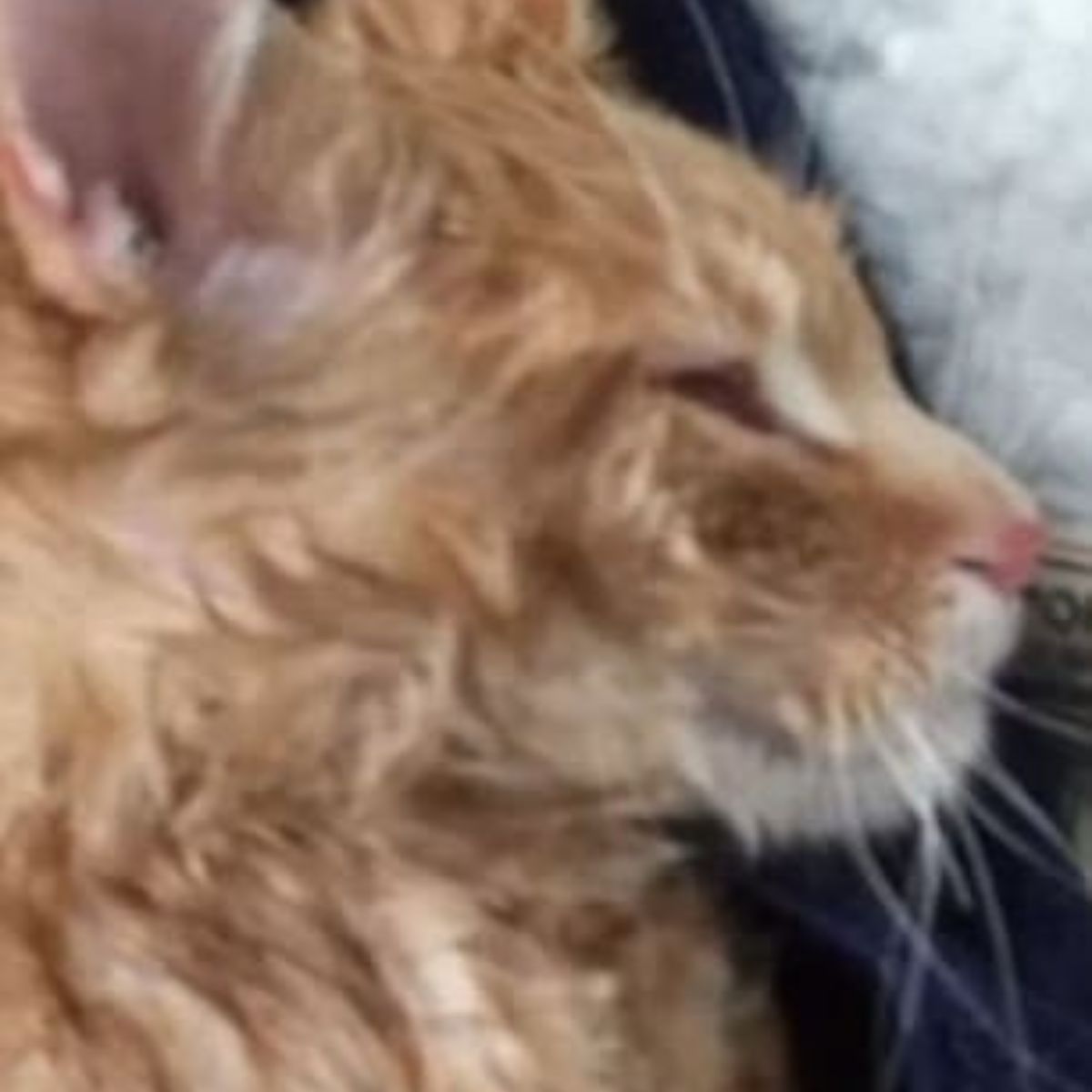 ginger cat in bad condition