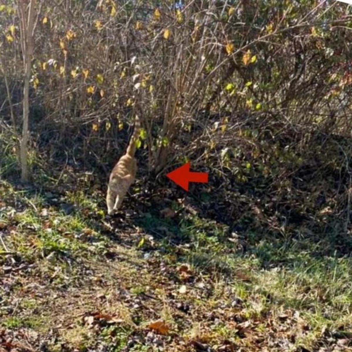 ginger cat in the wild