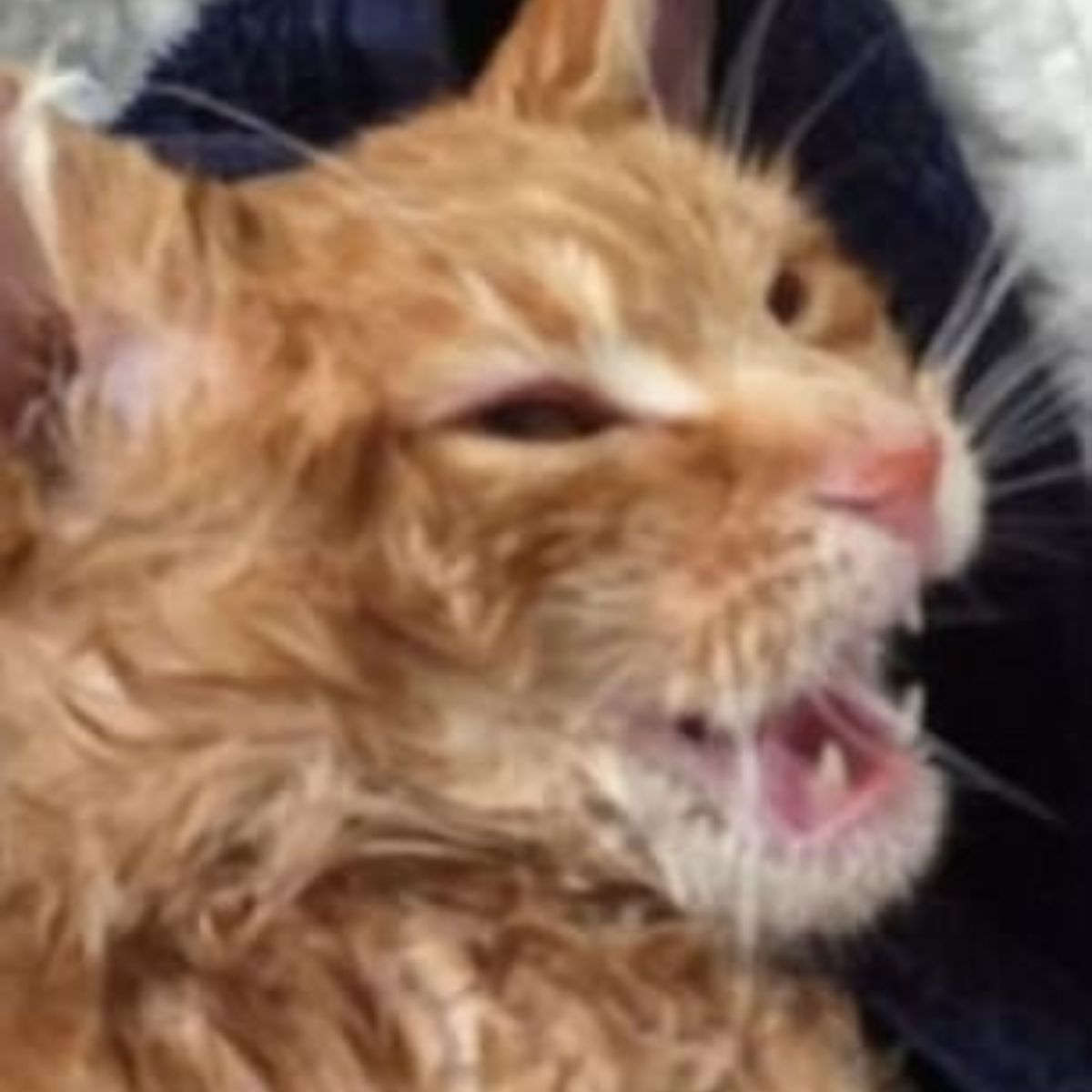 ginger cat meowing