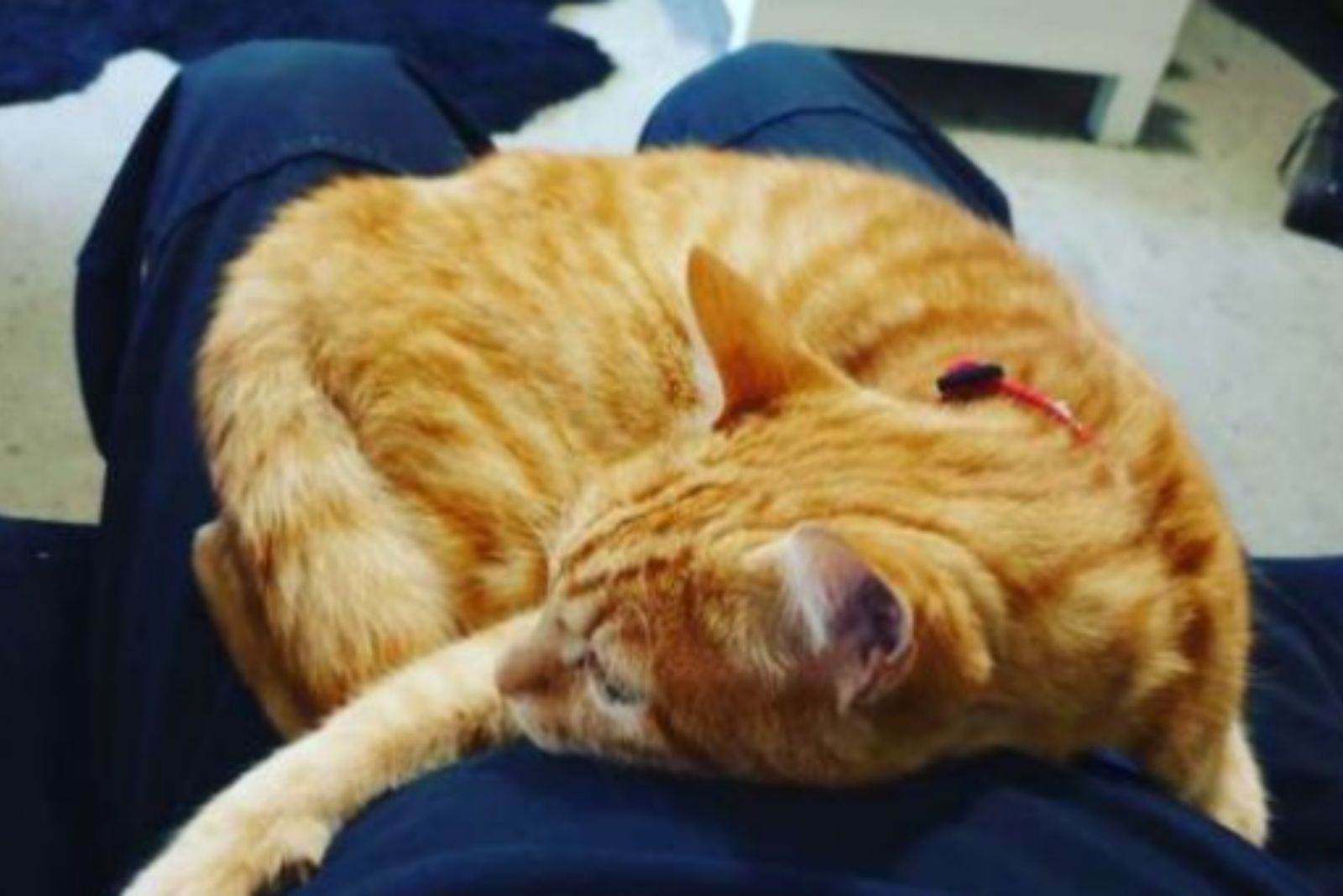ginger cat sleeping peacefully