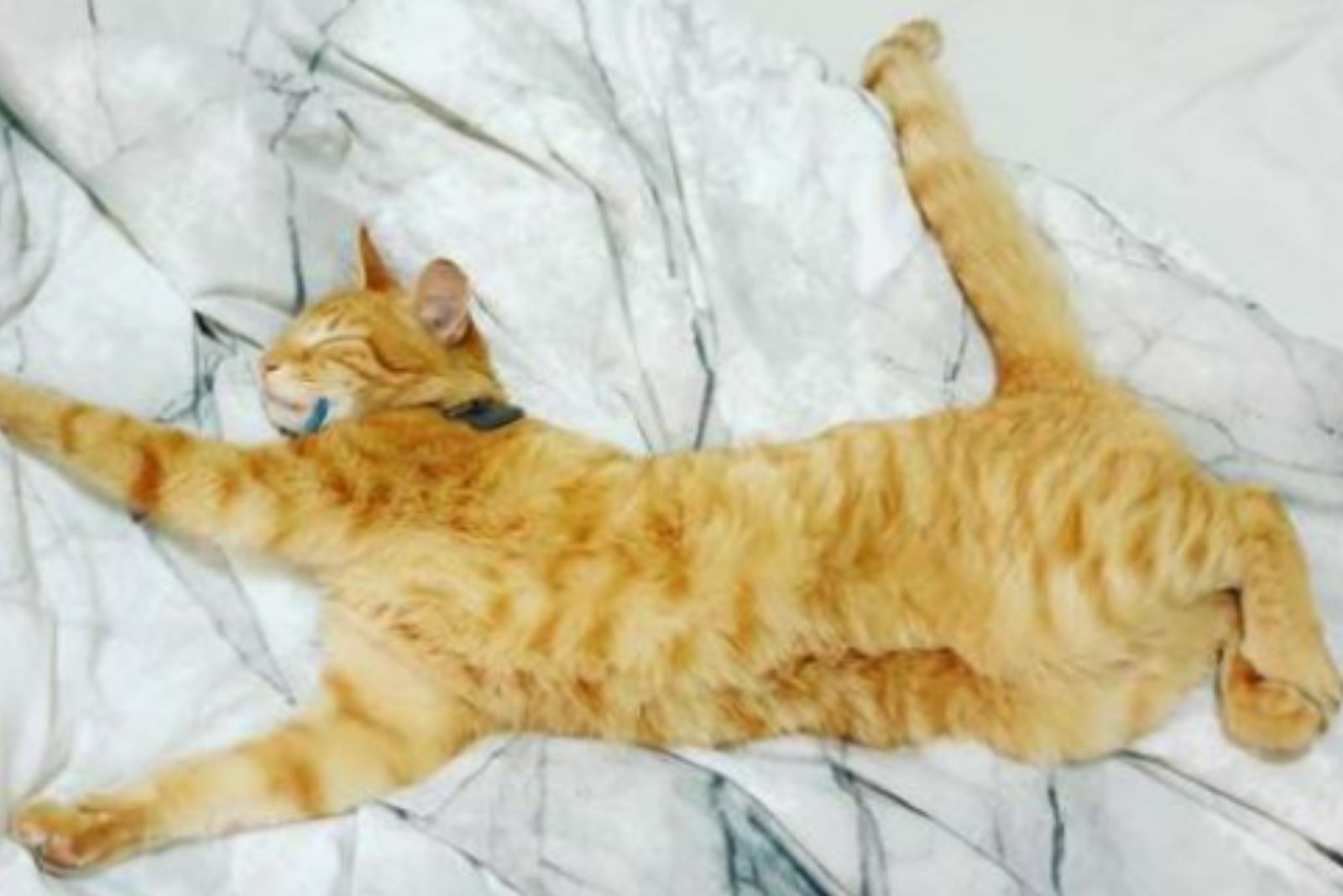 ginger cat stretched out and sleeping in new home