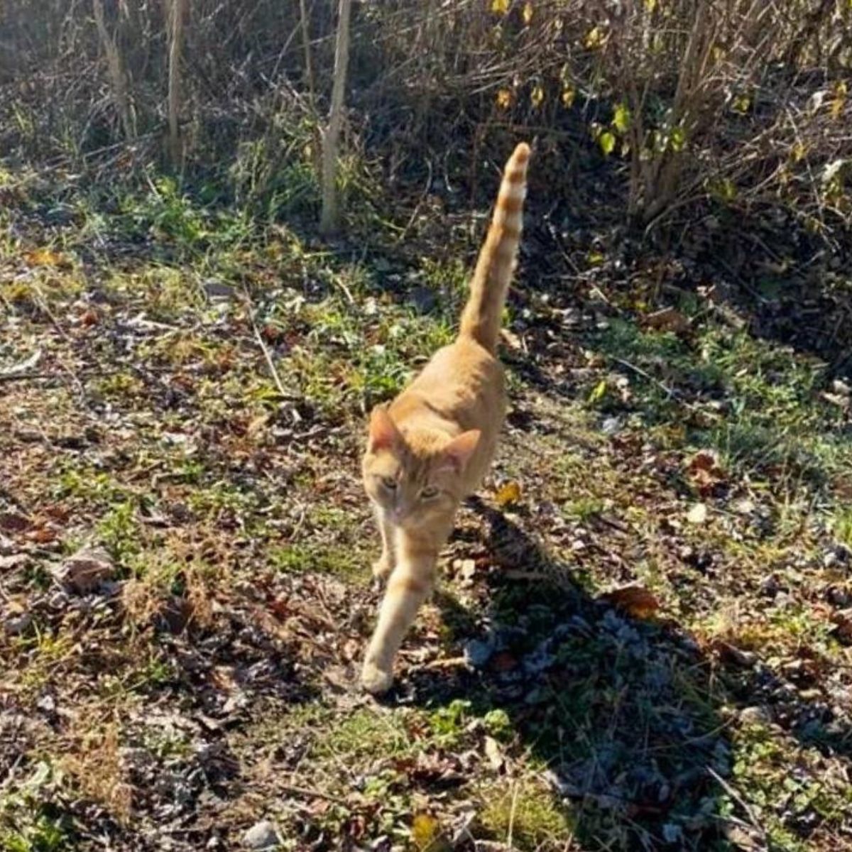 ginger cat walking in the wild