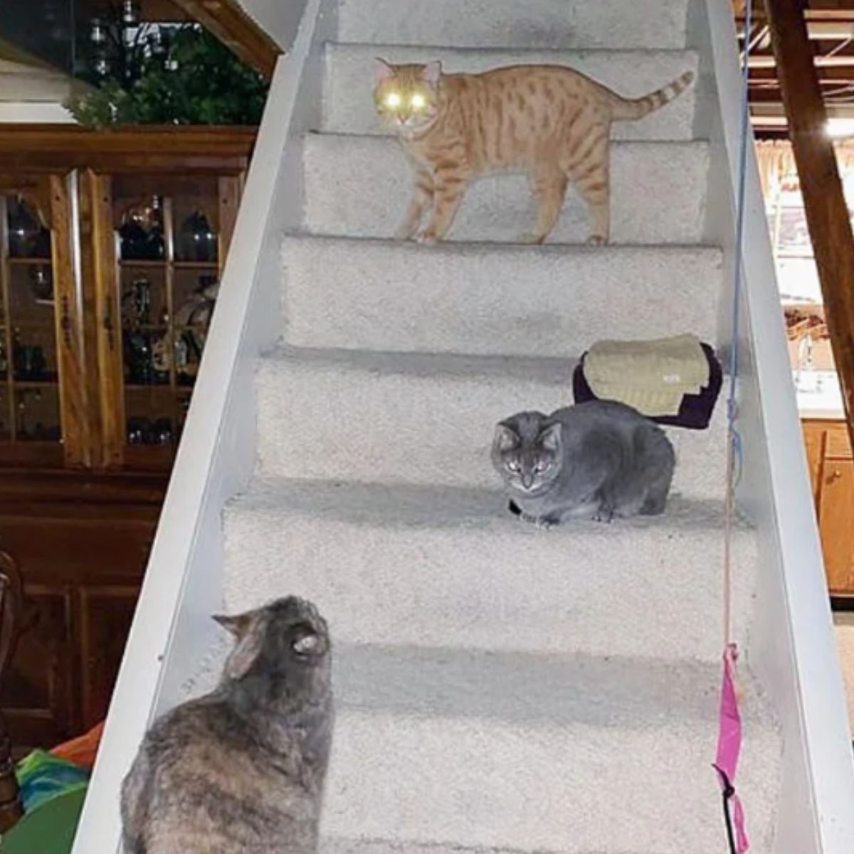 ginger cat with other cats looking into the distance