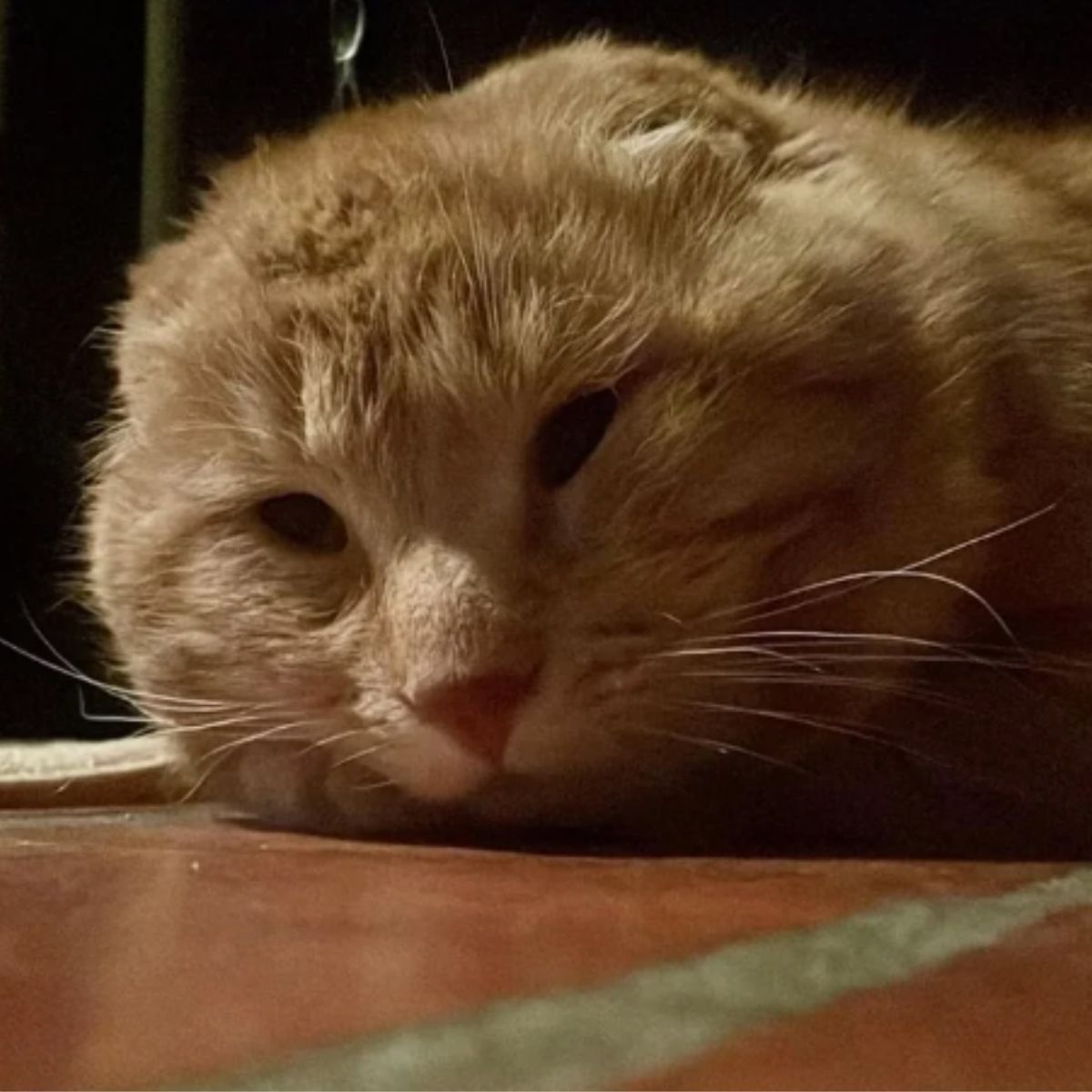 ginger cat withno ears