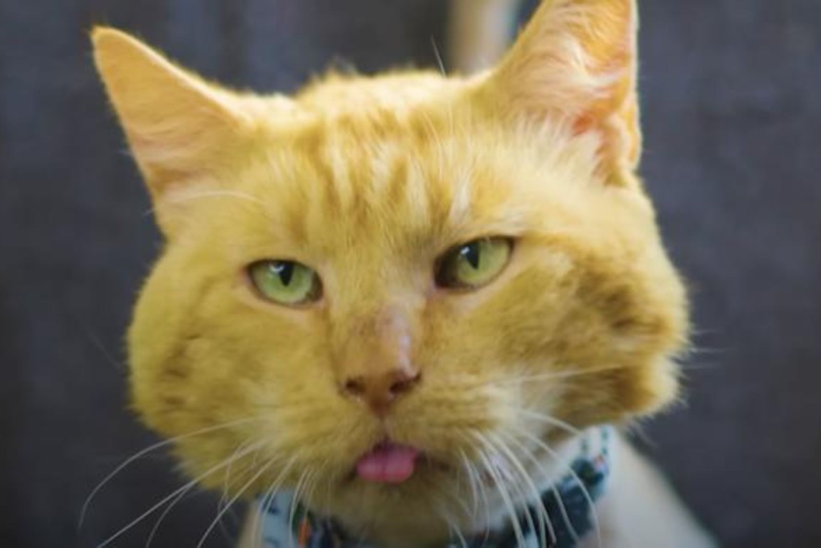 ginger cat