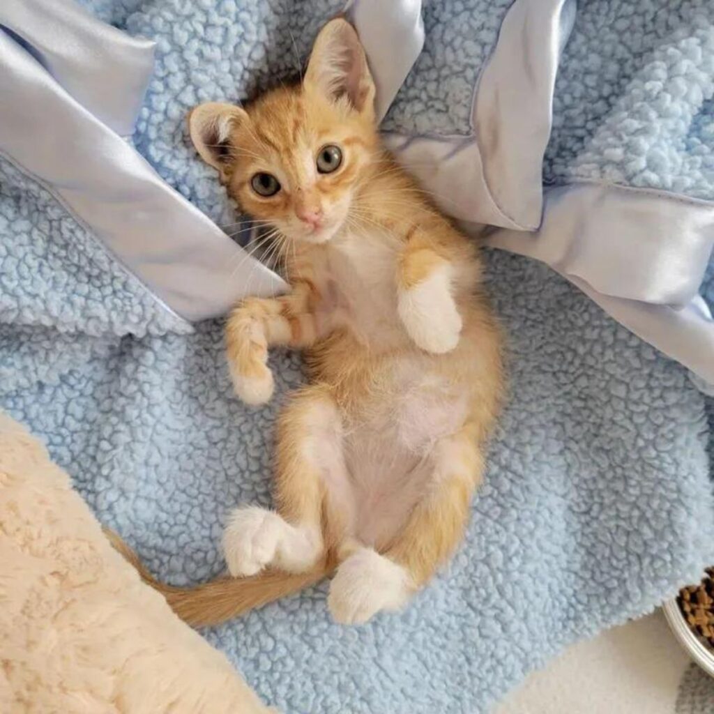 ginger kitten