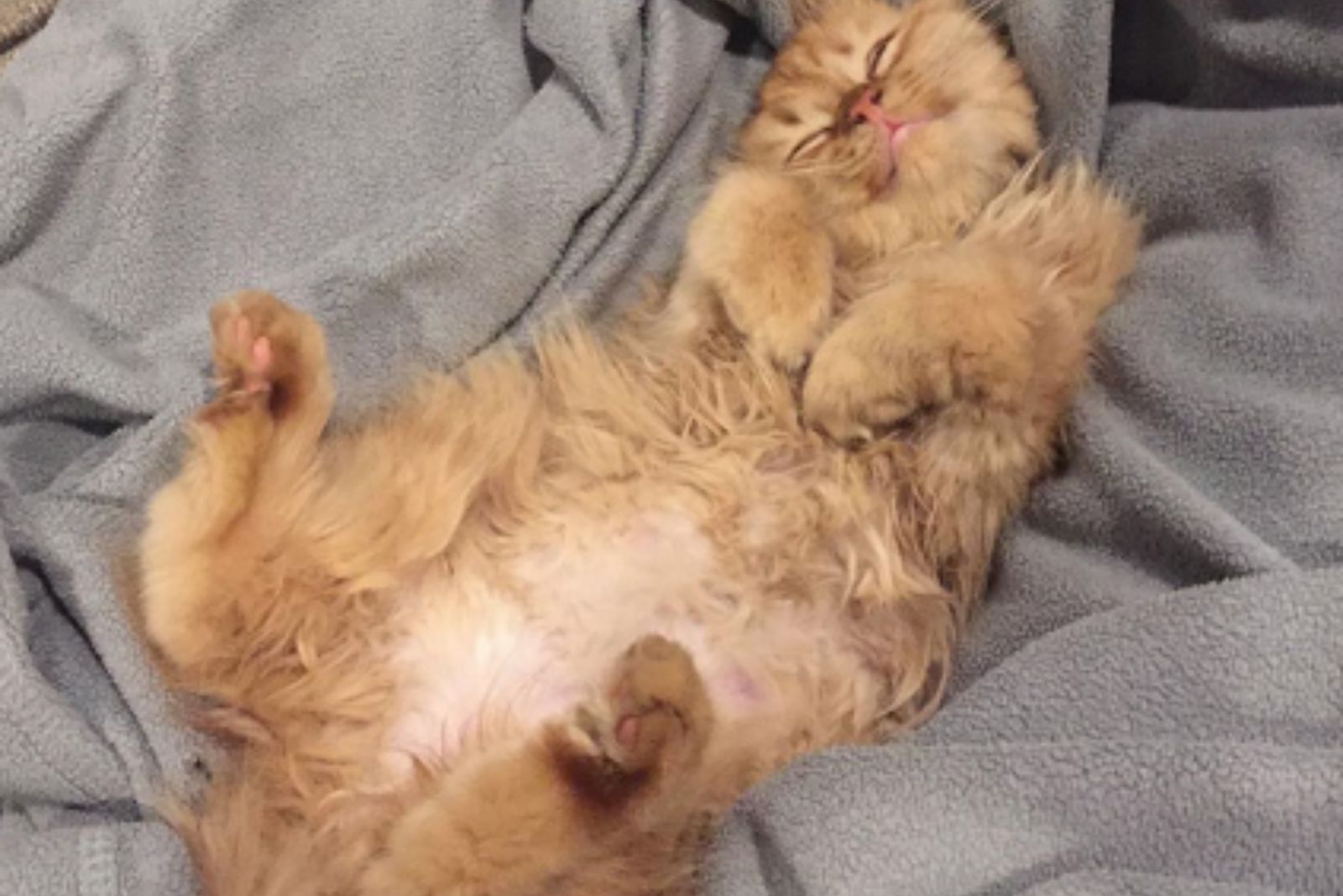 ginger kitten sleeping on bed