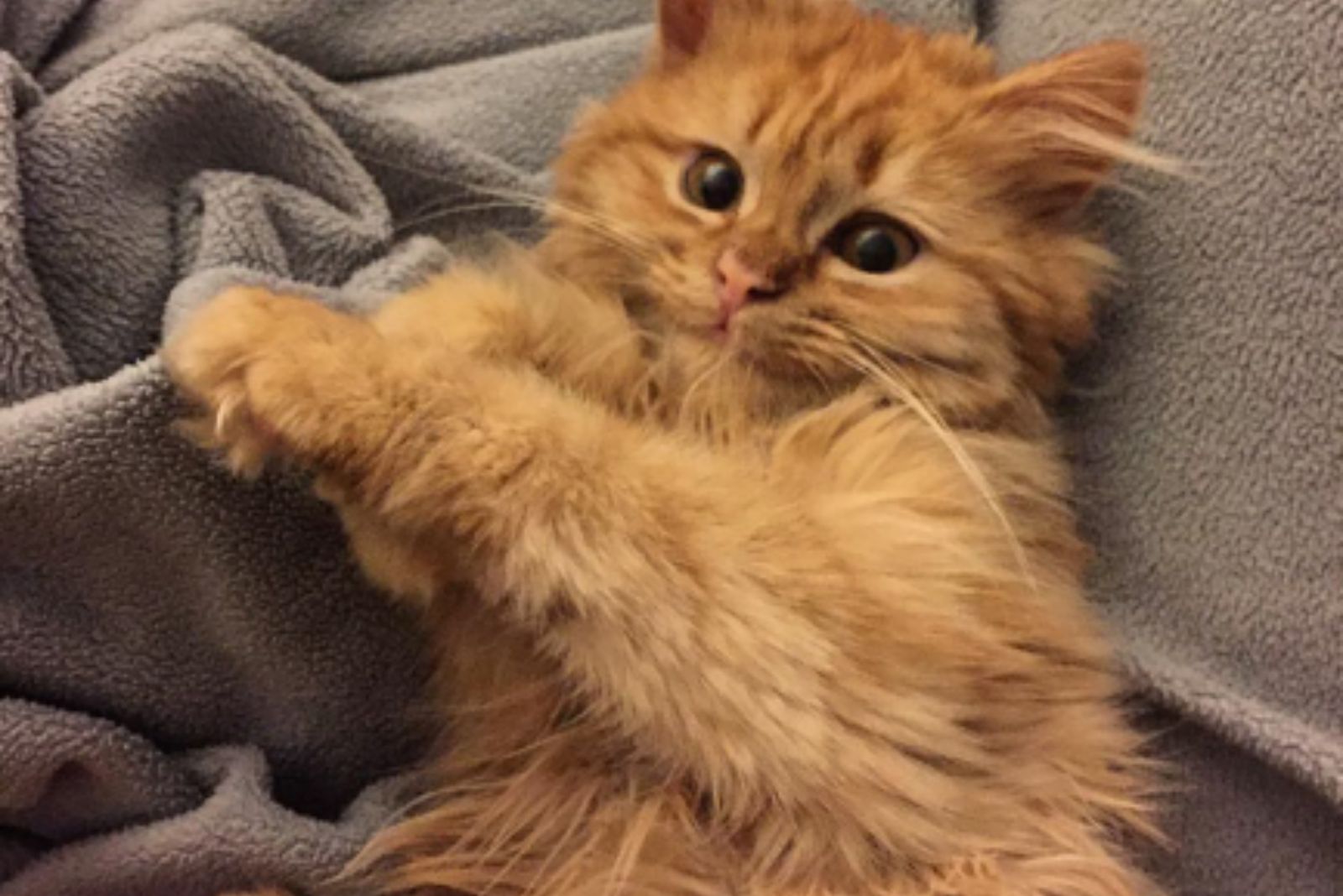 ginger kitten smiling