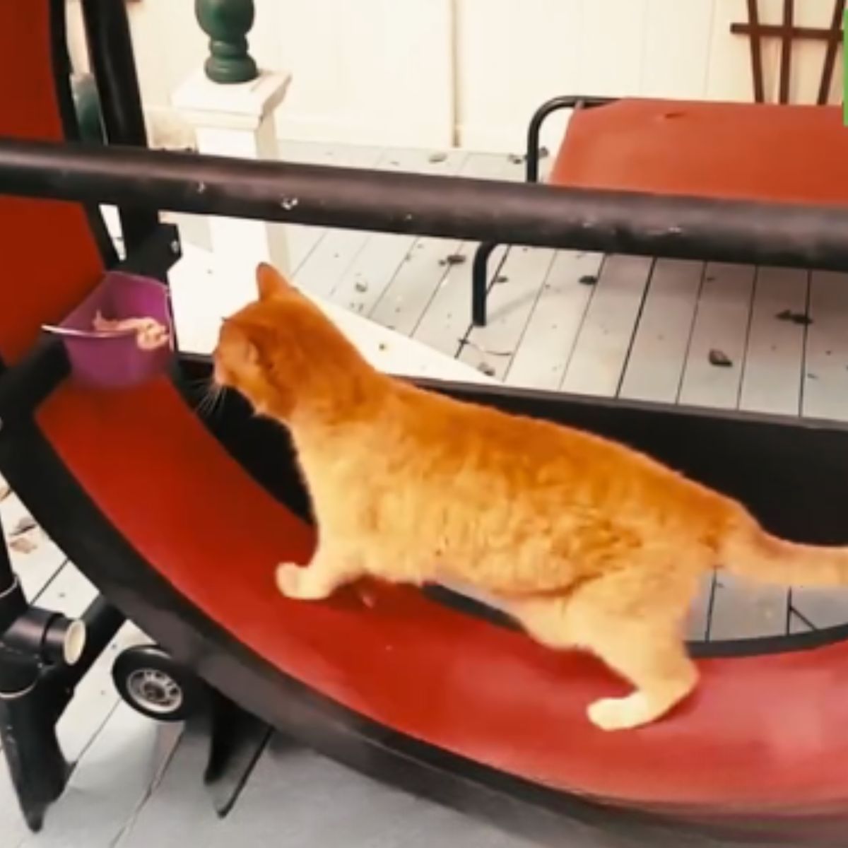 ginger old cat