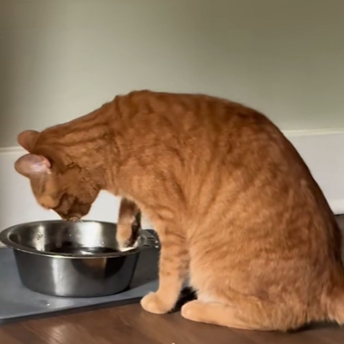 ginger senior cat