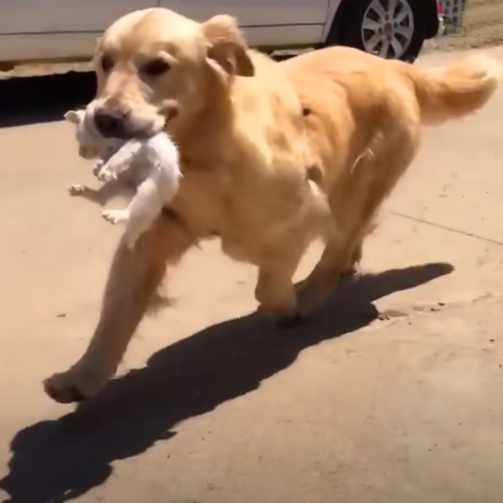 golden retriever carrying a kitten