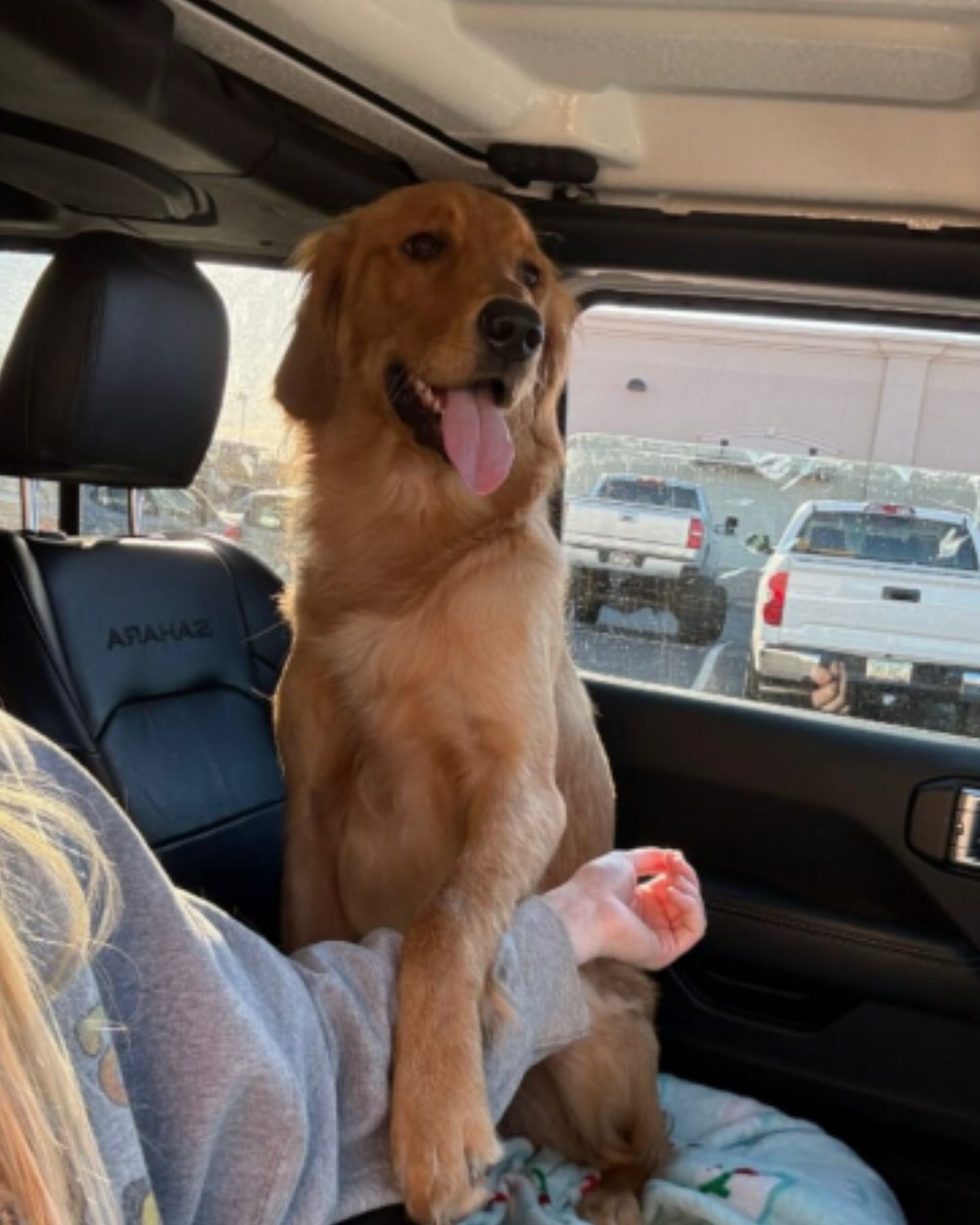 golden retriever in car