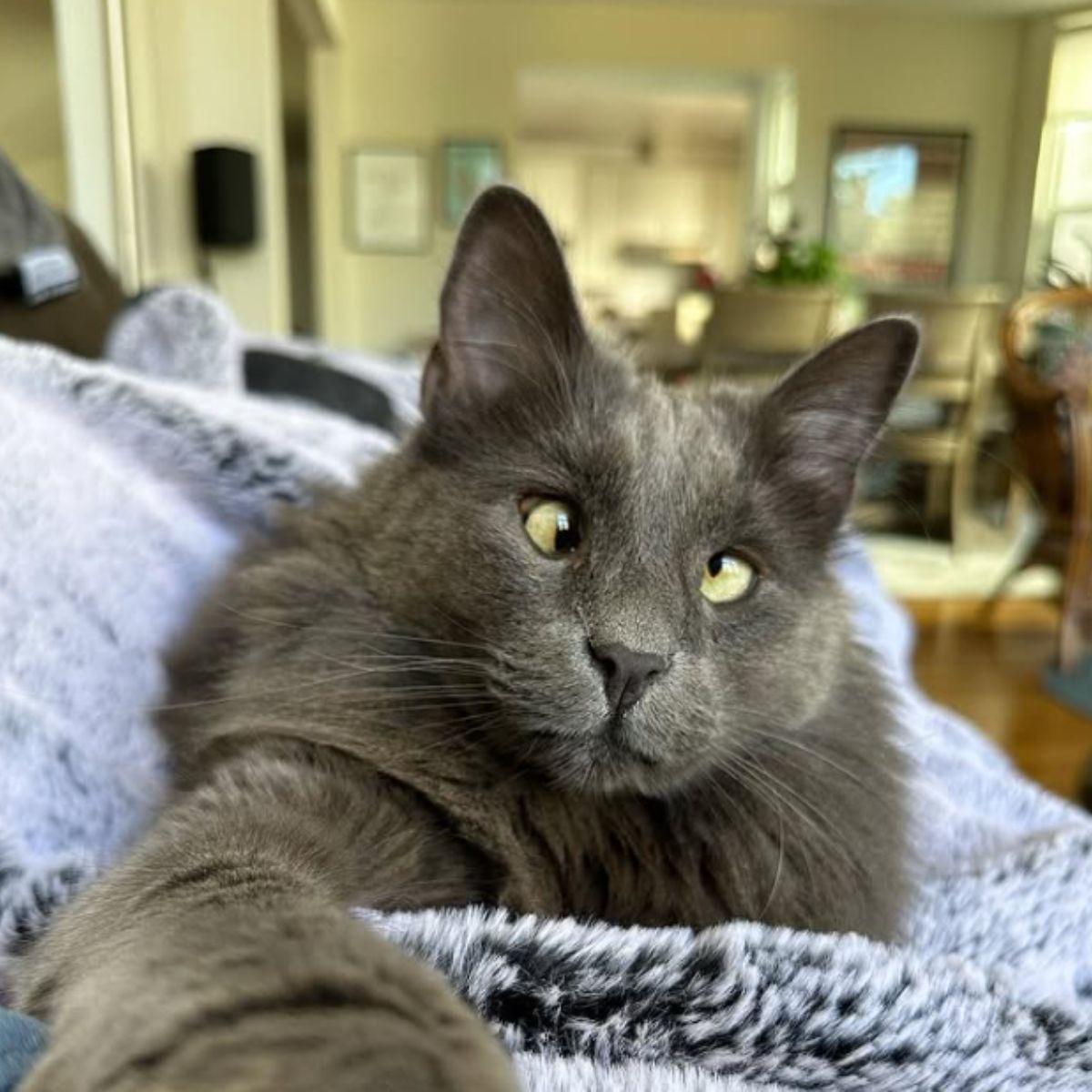 gray blind cat cuddles
